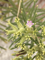 Nama carnosa