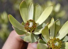 Leucadendron procerum