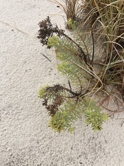 Nama carnosa
