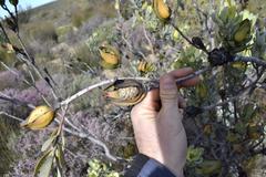 Leucadendron procerum