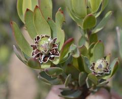Leucadendron procerum