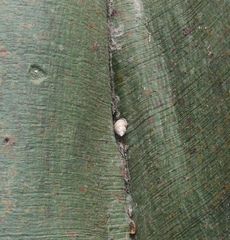 Porphyrobaphe iostoma