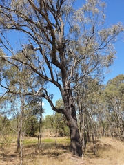 Eucalyptus crebra