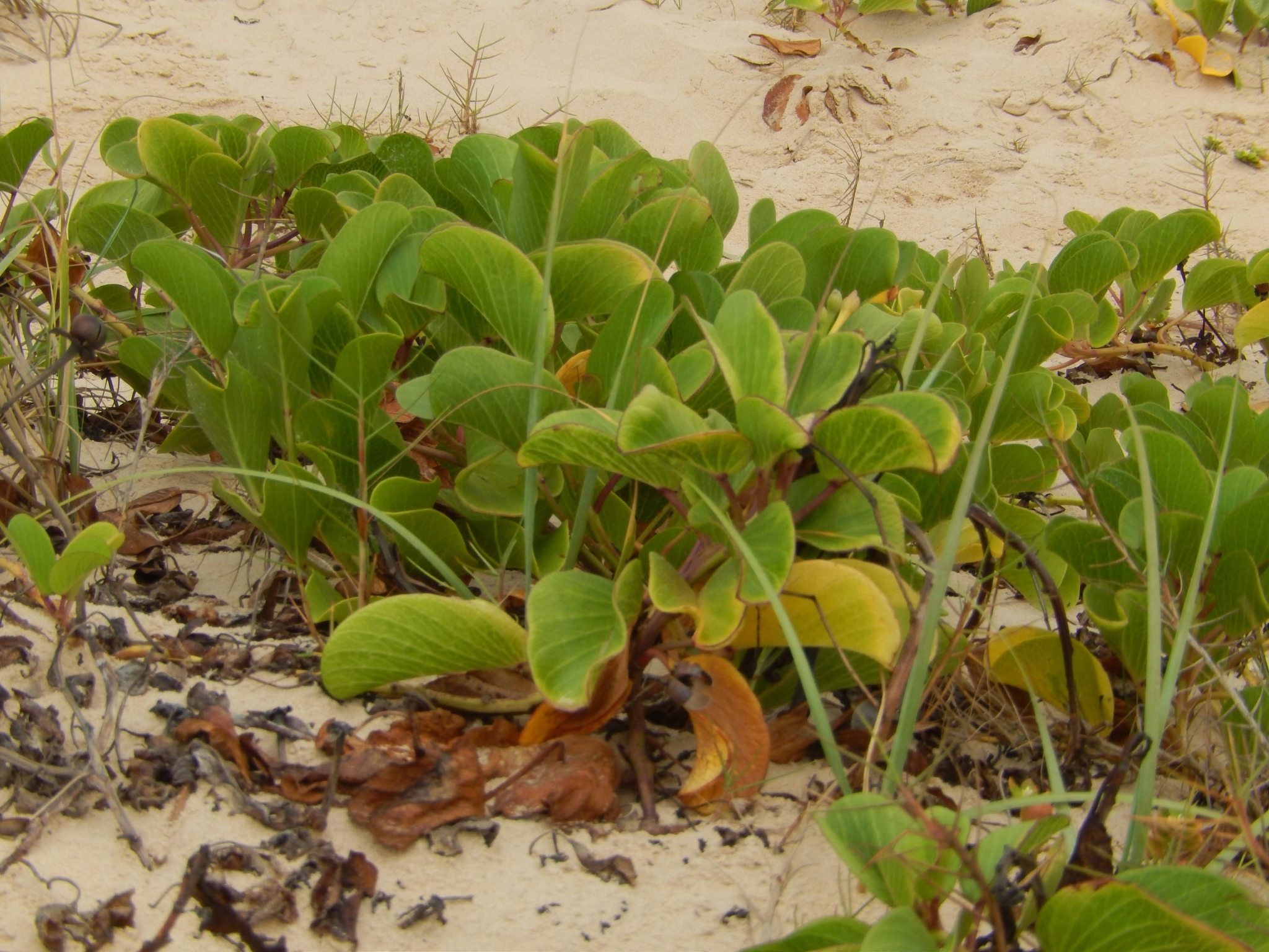 Ipomoea pes-caprae