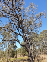 Eucalyptus crebra