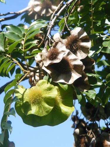 Pterocarpus angolensis