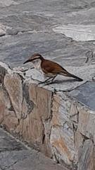 Campylorhynchus griseus