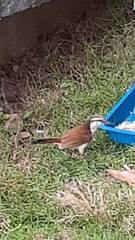 Campylorhynchus griseus