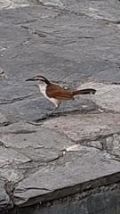 Campylorhynchus griseus