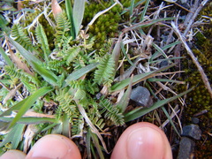 Ornithopus perpusillus