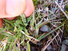 Ornithopus perpusillus