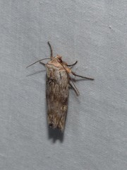 Lithomoia