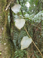 Parsonsia fulva