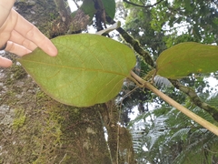 Parsonsia fulva