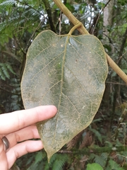 Parsonsia fulva