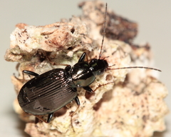 Agonum ferreum