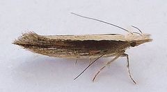 Megacraspedus plutella