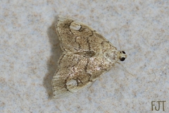 Scybalistodes periculosalis