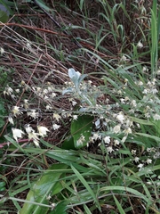 Melasphaerula graminea