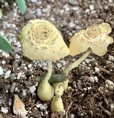 Leucocoprinus birnbaumii