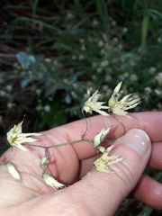 Melasphaerula graminea