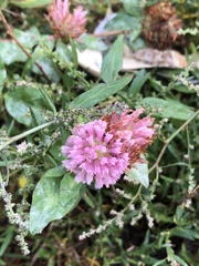 Trifolium pratense