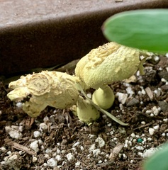 Leucocoprinus birnbaumii