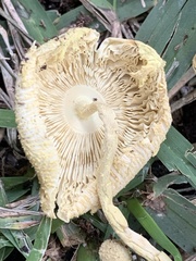 Leucocoprinus birnbaumii