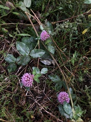 Trifolium pratense