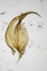 Hygrohypnella ochracea