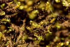 Hygrohypnella ochracea