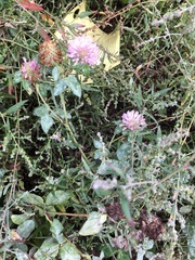Trifolium pratense