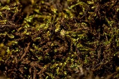 Hygrohypnella ochracea