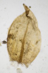 Hygrohypnella ochracea