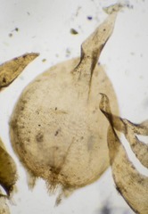 Hygrohypnella ochracea