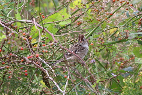 White-crowned Sparrow photographed in Connecticut