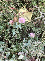 Trifolium pratense