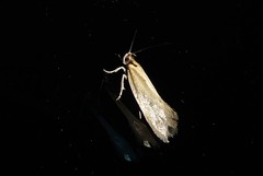 Tingena chloradelpha