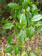 Quintinia sieberi
