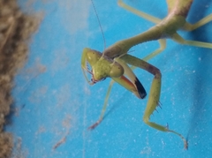 Parastagmatoptera unipunctata