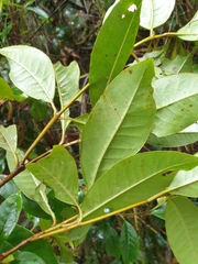 Quintinia sieberi
