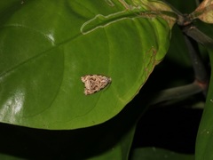 Phaecasiophora leechi