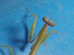 Parastagmatoptera unipunctata