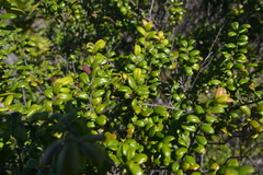 Uromyrtus thymifolia