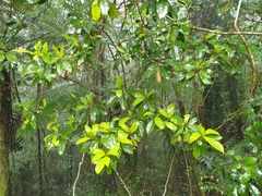 Quintinia sieberi