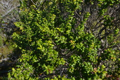 Uromyrtus thymifolia