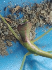 Parastagmatoptera unipunctata