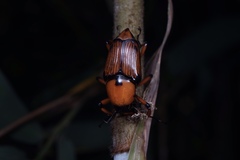 Cyrtotrachelus thompsoni