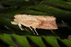 Camptozada mirabilis