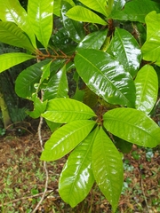 Quintinia sieberi